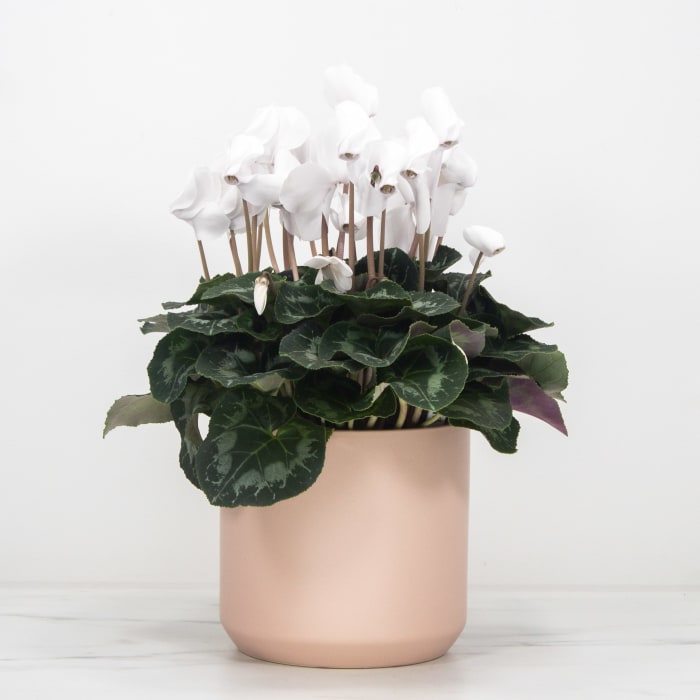 Large Cyclamen in Pink Pot