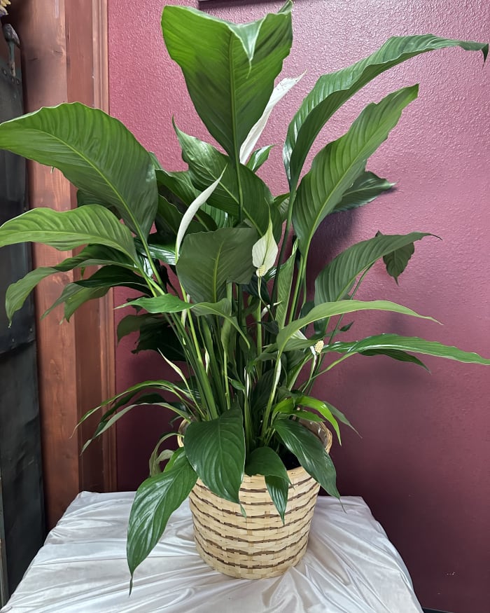 PEACE LILY PLANT 10" POT