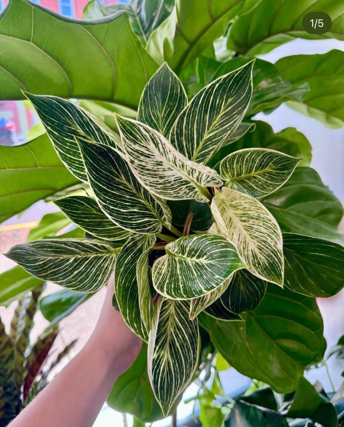 Designer's Choice House Plant