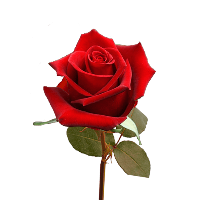 SINGLE RED ROSE BOUQUET