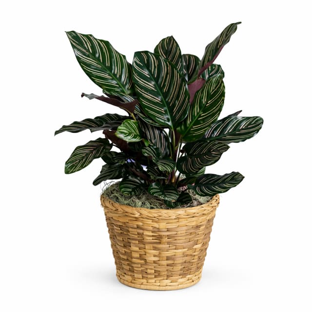 Calathea Ornata
