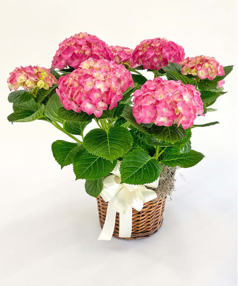 Spring Hydrangea Plant