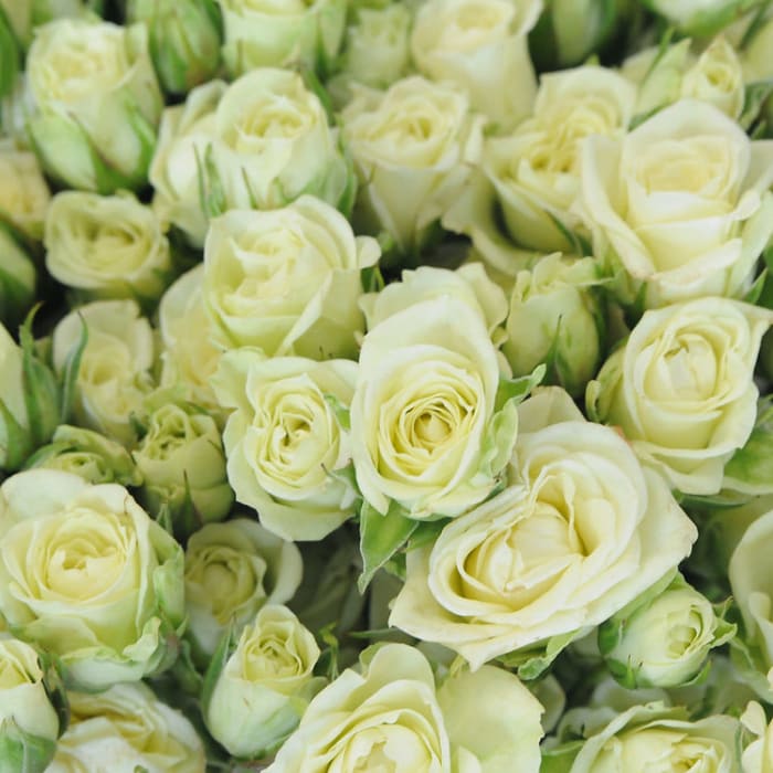 Spray Roses