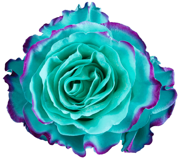 Whisper Mellow Edge Rose