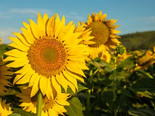 Sunflower