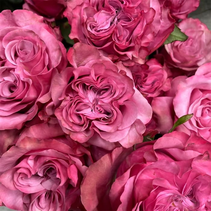 Two Dozen Roses Wrapped Bouquet