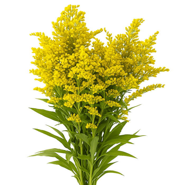 Solidago