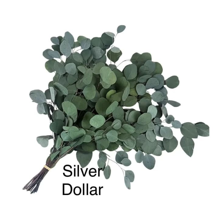 Eucalyptus