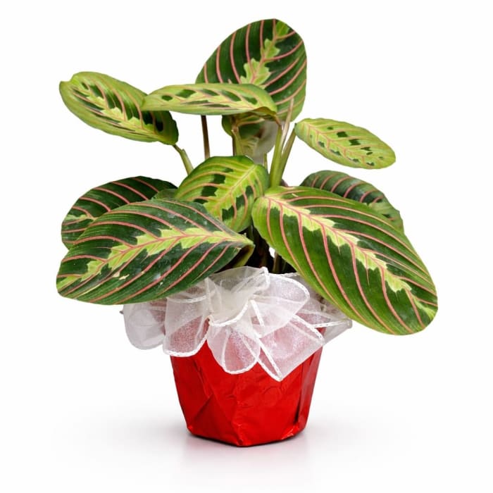 Small Plant 4"