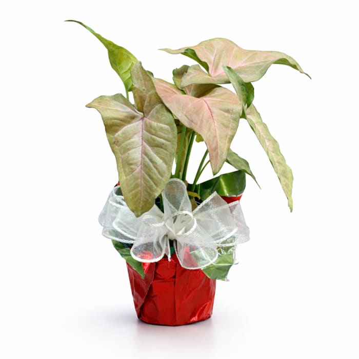 Small Plant 4"