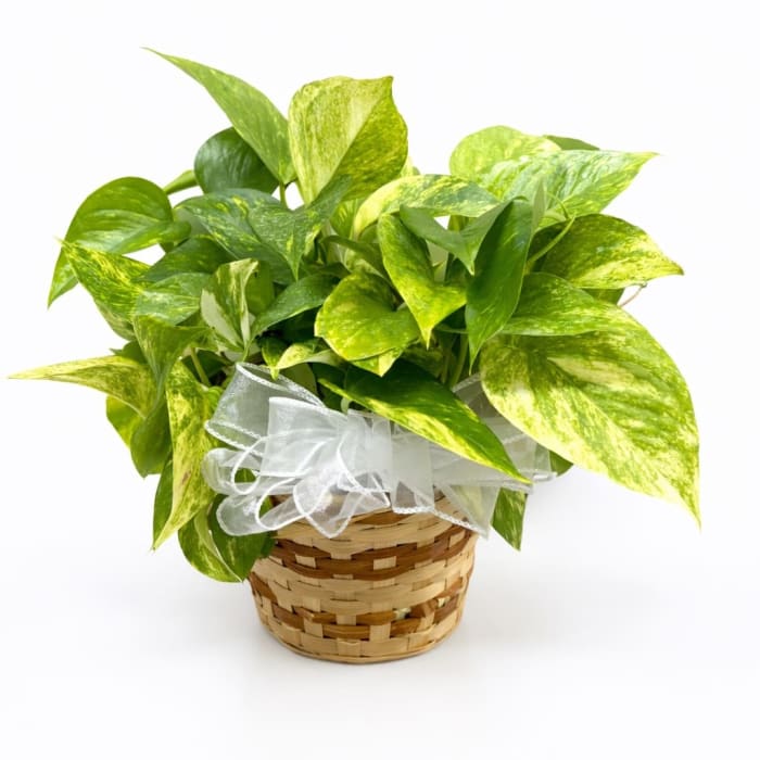 Medium Plant 6"