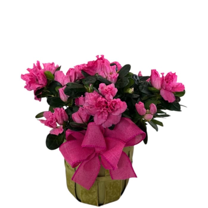 Sweet Blooming Azalea