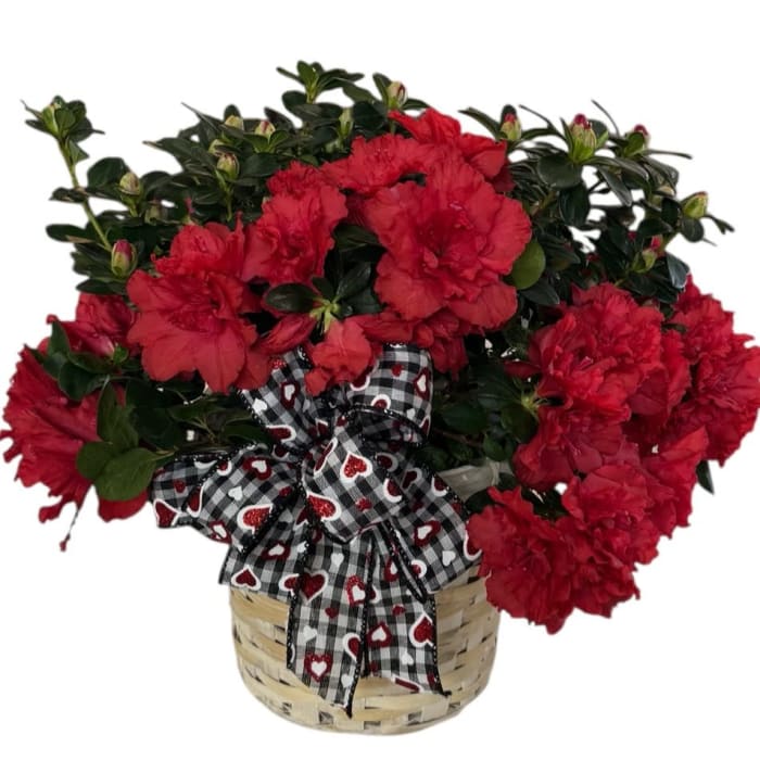 Sweet Blooming Azalea