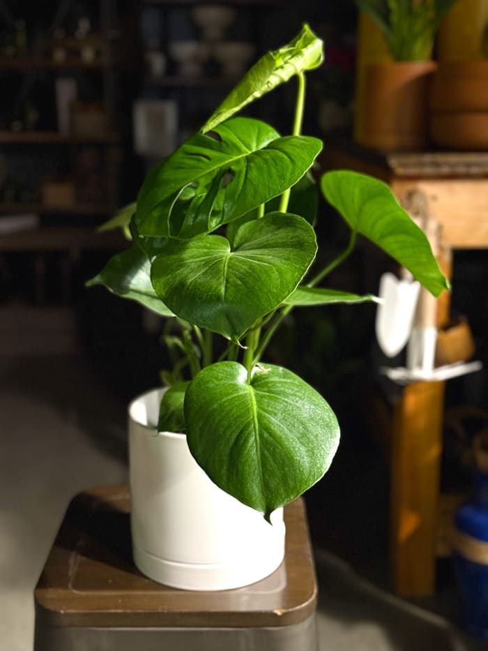 Monstera Deliciosa