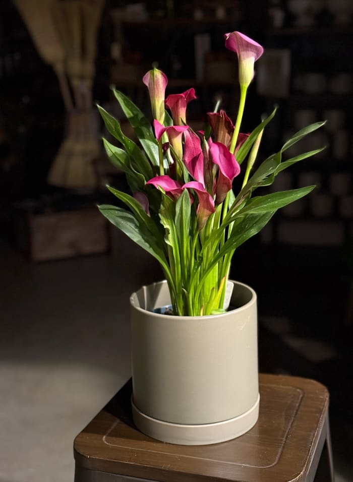 Calla Lily Plant