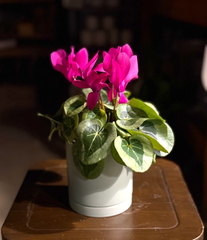 Cyclamen