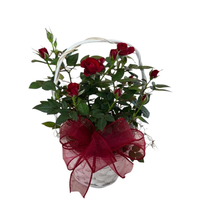 Timeless Mini Rose Bush