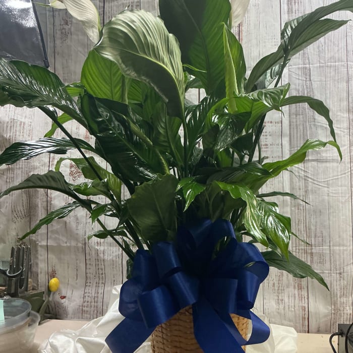 peace lily plant