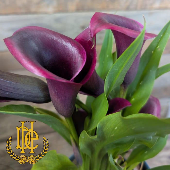 Calla Lily Plant