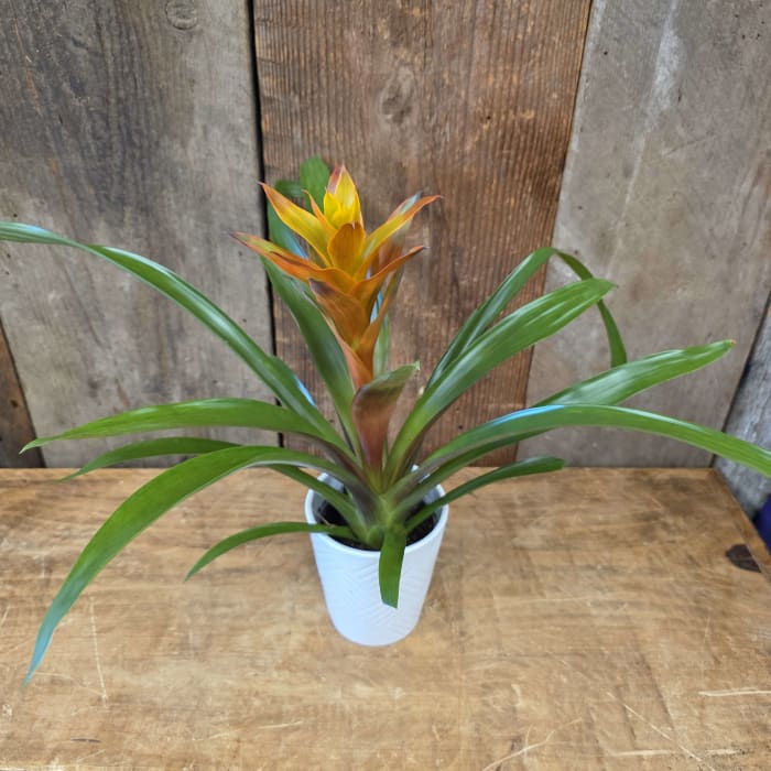 Bromeliad 2 Orange