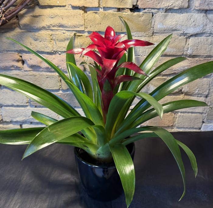 Burgundy Bromeliad in Ceramic Pot