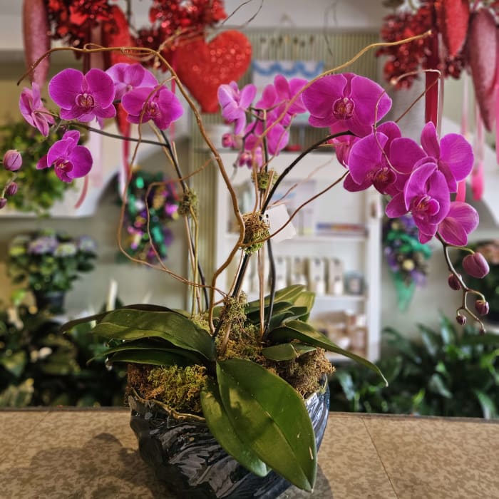 Fuschia Orchid Garden