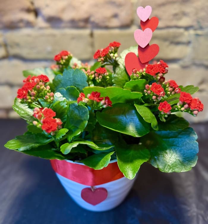 Large Red Kalanchoe