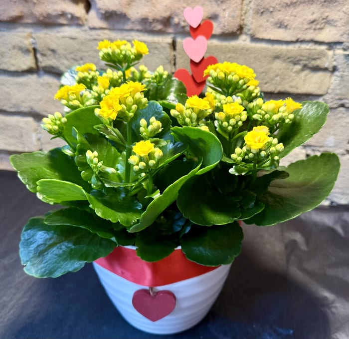 Large Yellow Kalanchoe