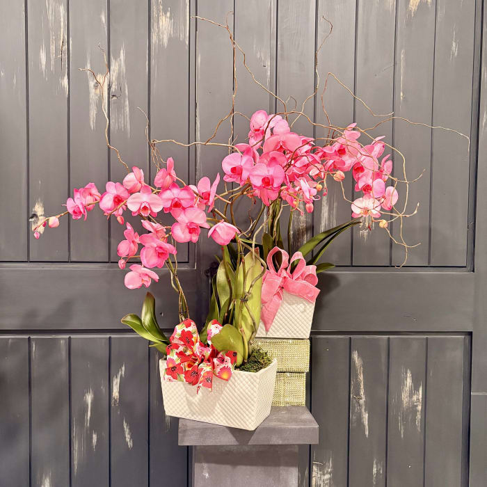 Pink Orchid Blooming Plant