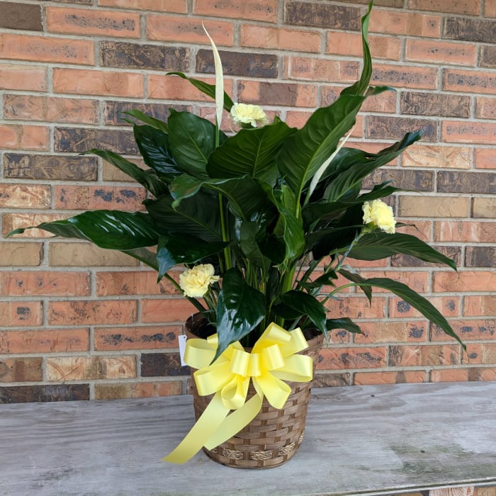 Large Peace Lily