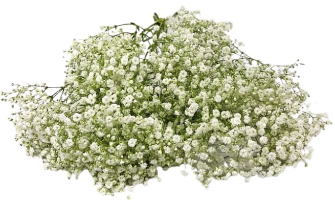 Baby's Breath Bundle WR-2