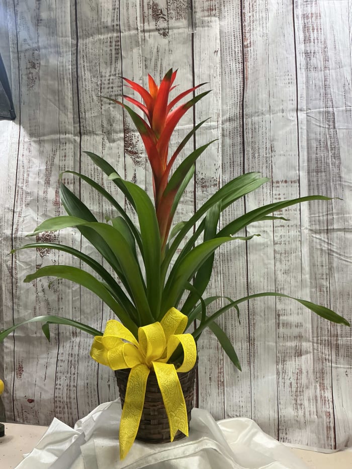 Bromeliad Plant