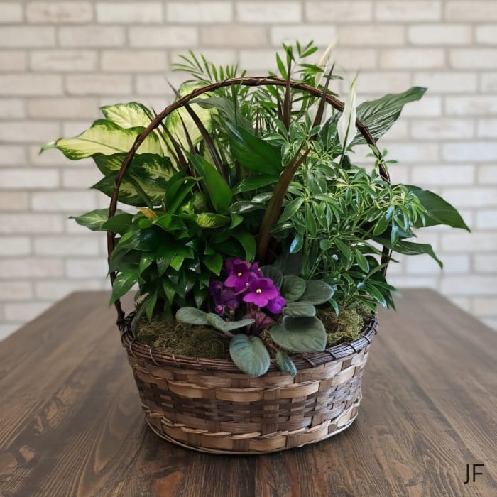 Basket Dish Garden - Plants & Botanicals