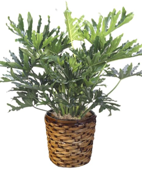 Philadendrom Selloum