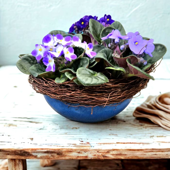 Woodland African Violet Dish Garden