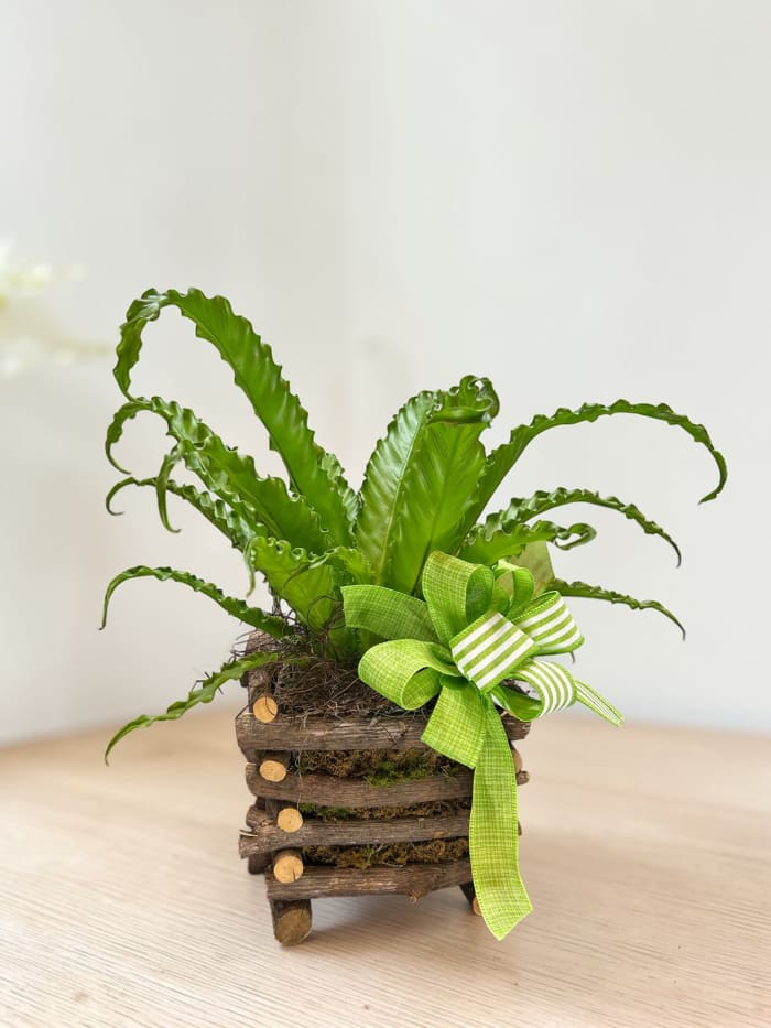 Birds Nest Fern