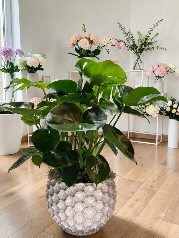 Split Leaf Philodendron/Monstera