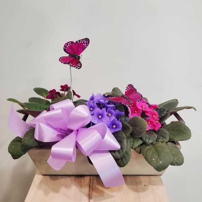 Butterfly Violet Planter