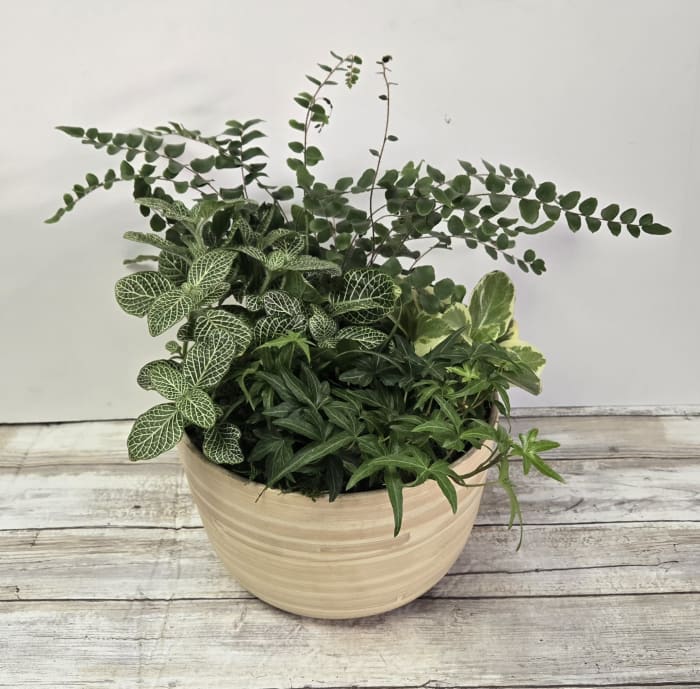 Bamboo Pot Dish Garden