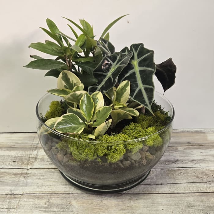 Terrarium Style Dish Garden