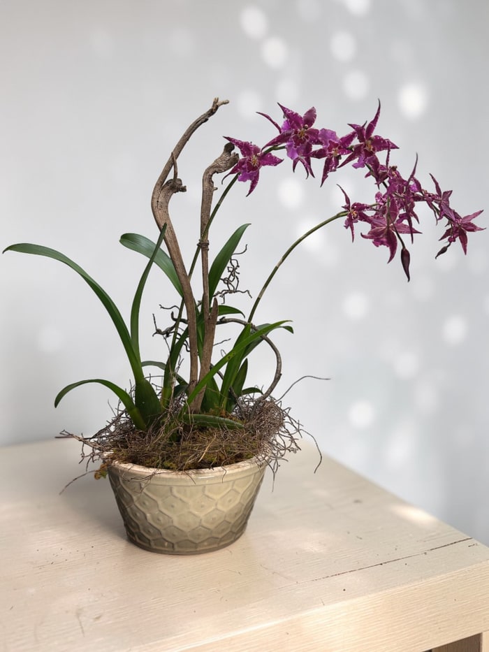 Beallara Exotic Orchid