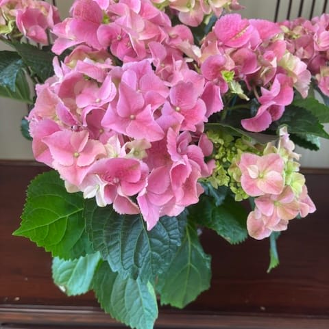 Hydrangea