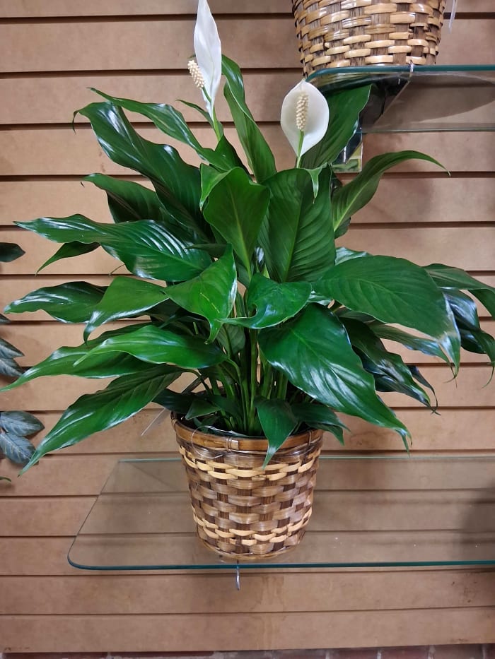 Peace Lily Plant 6" pot