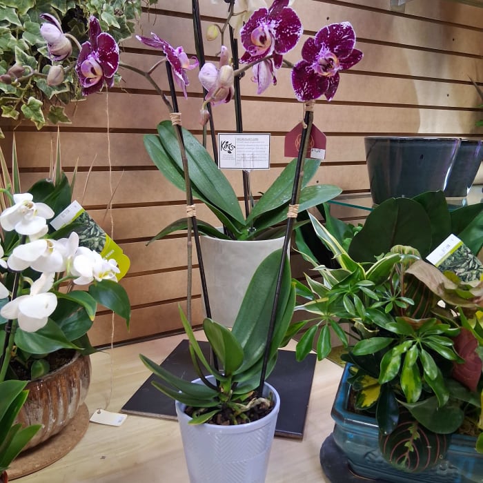 Orchid Plant -purple 5"