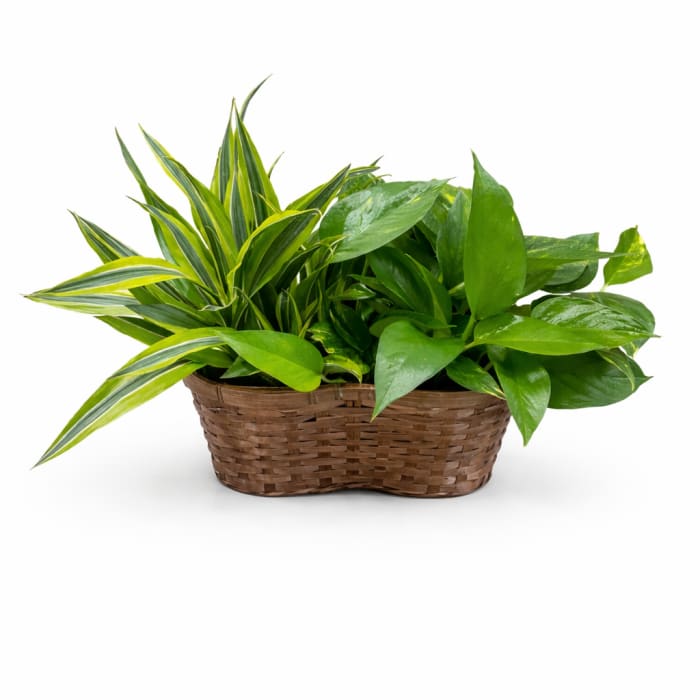 6" Garden Basket