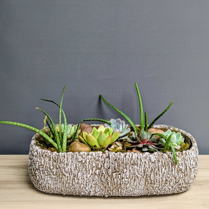 Garden of Succulents - 24hr notice