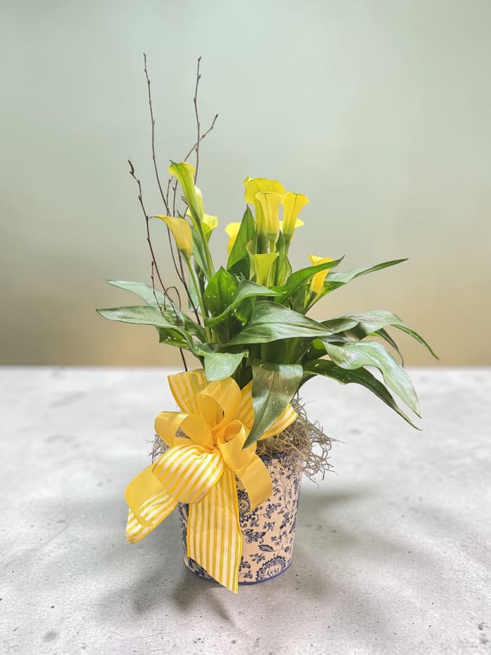 Calla Lily