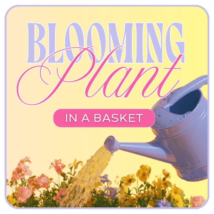 Florist's Choice of Blooming Plant
