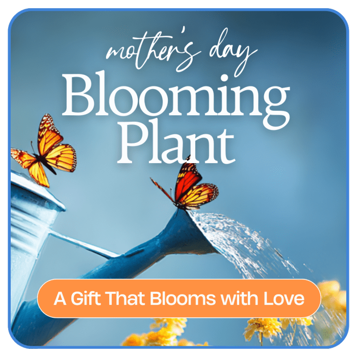 Mother's Day Blooming Plant