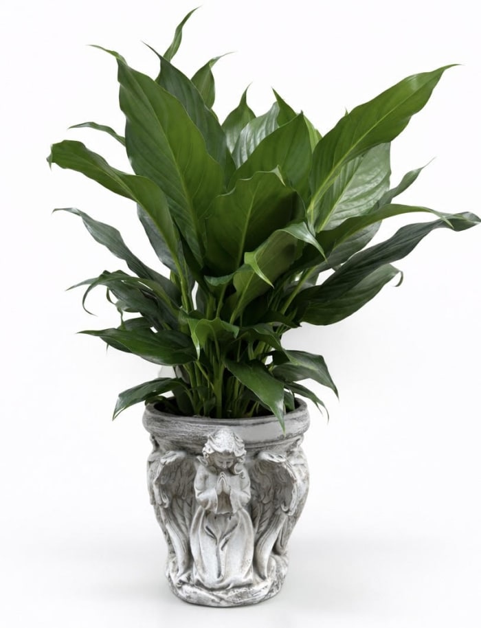 Praying Angel Pot With Peace Lily